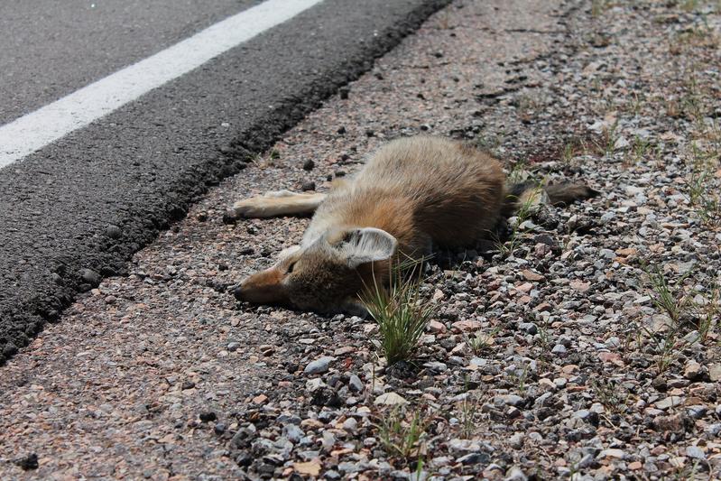 Research on traffic accidents currently focuses mainly on carnivore mammals, ungulates, marsupials and turtles.