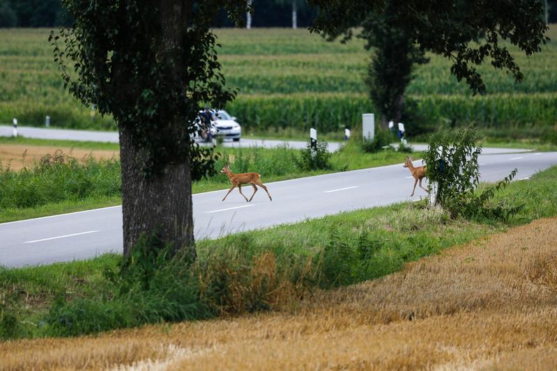 Only seven percent of the studies that list roadkills as a cause of death also examine the effects on population development.