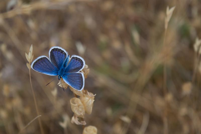 Die Biodiversität ist in vielen Regionen gefährdet.