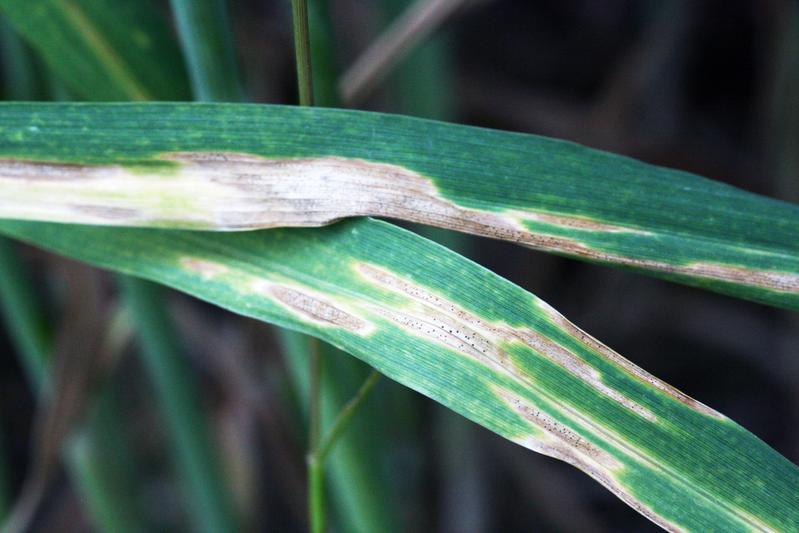 A wheat leaf infested with the fungus Zymoseptoria tritici shows the typical signs of so-called leaf blotch, which can lead to drastic crop failures.