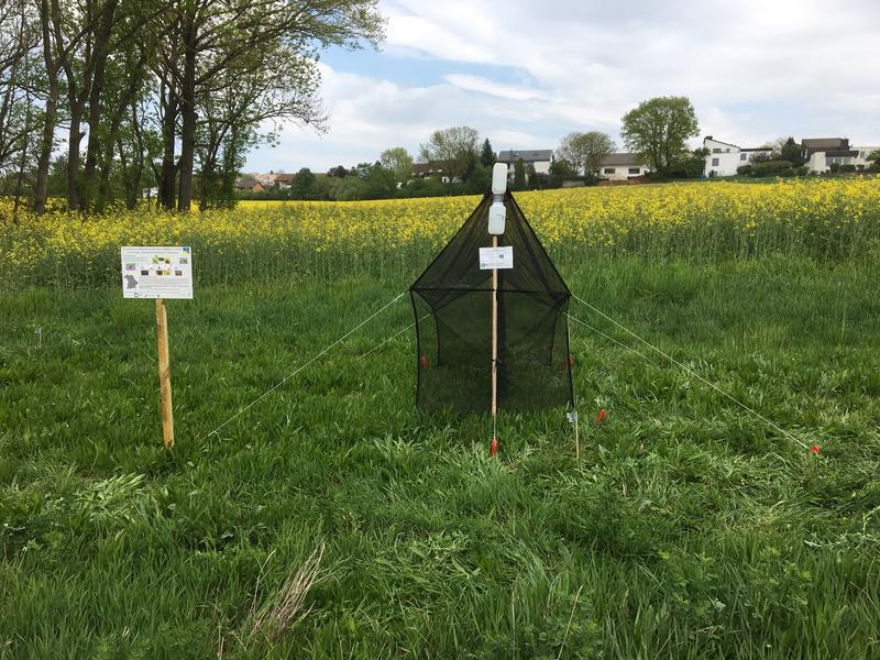 Malaise traps are highly suitable for collecting a variety of insect species in different habitats.