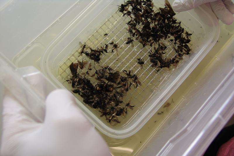 A sample of insects caught in a trap.