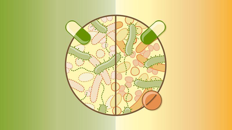 Eine Studie analysiert die Auswirkungen von 144 Antibiotika auf unsere häufigsten Darmbakterien und schlägt einen neuen Ansatz vor, um die negativen Auswirkungen einer Antibiotikatherapie auf das Darmmikrobiom abzumildern.