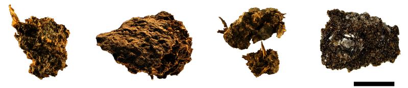 The four paleofecal samples that were subjected to analysis.