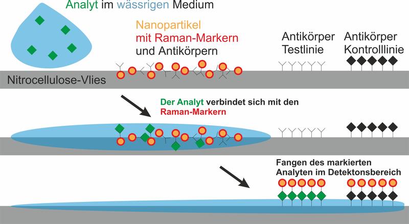 IFNANO-Schnelltest zum Protein Interleukin 8