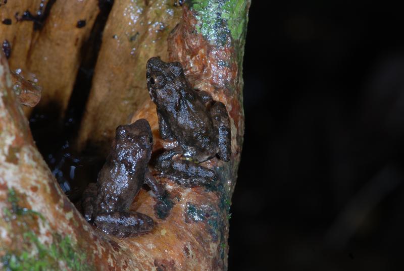 Die Laubstreufroschart Phrynobatrachus guineensis ist nach der Abholzung nicht in ihren früheren Lebensraum zurückgekehrt. 