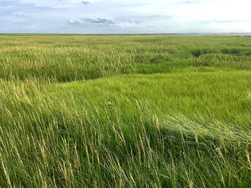 Spartina-Marsch im Sönke-Nissen-Koog, Schleswig-Holstein. Hier sind die beiden untersuchten Spartina-Cytotypen zu erkennen: Spartina x townsendii (nicht blühend) und Spartina anglica (blühend)