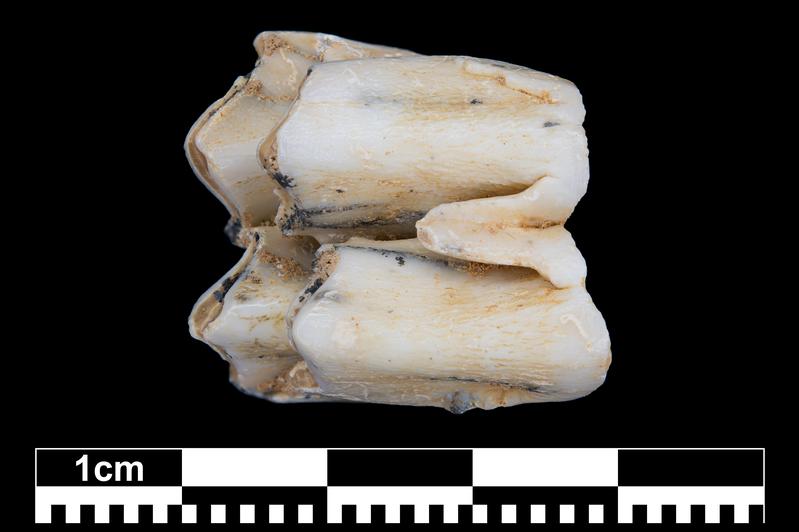 Fossiler Zahn eines Sambarhirsches, dem eine Zahnschmelzprobe für die Zinkisotopenanalyse entnommen wurde. Diese Hirschart ist heute noch in Südostasien, insbesondere in Laos, anzutreffen.