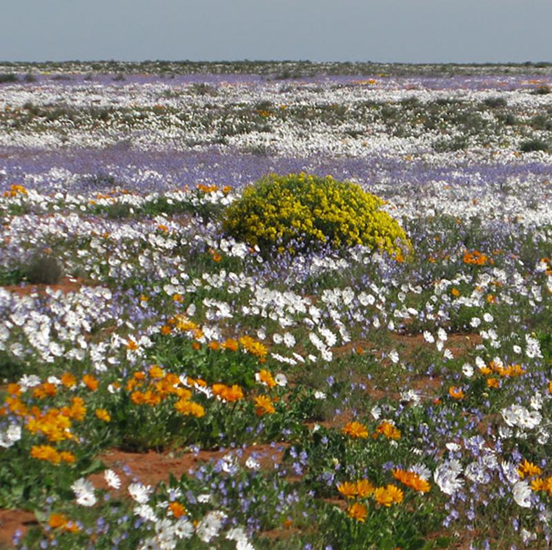 Most flowering plant species rely on pollinators to reproduce. This is true for the annual daisy species that dominate the spring mass flowering displays in South Africa. 