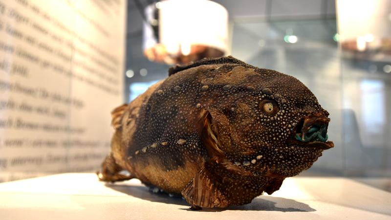 Preparation of a North Atlantic lumpfish.