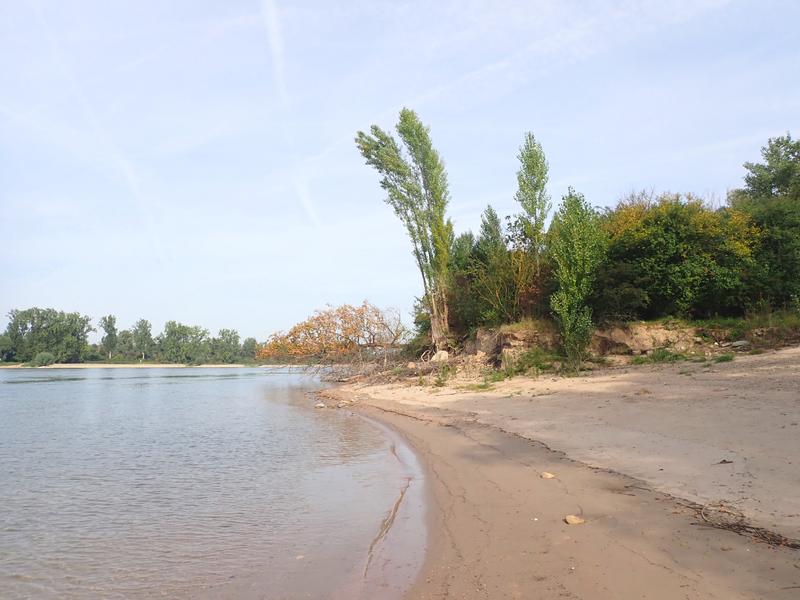 BBD-Modellprojekt Kühkopf-Knoblochsaue (Rhein-Km 474,0 und Rhein-Km 476,5). Eine Entsteinung in Hessens größtem Naturschutzgebiet bewirkt, dass sich das Ufer nun eigendynamisch entwickeln kann.