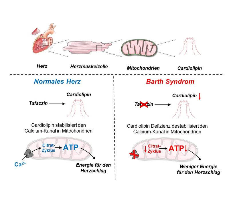 Das Barth-Syndrom geht auf einen Defekt des Tafazzin-Gens zurück, und Tafazzin produziert Cardiolipin, einen wesentlichen Bestandteil der Mitochondrienmembran.