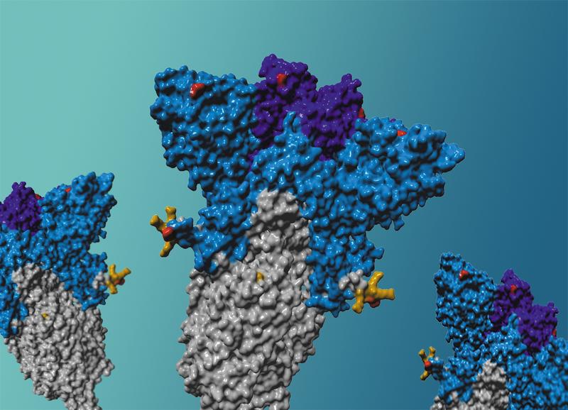 Schematische Darstellung des Spike-Proteins der Delta-Variante mit Mutationen (rot) an der Rezeptor-Bindungs-Domäne (lila) und der N-terminalen Domäne (blau).