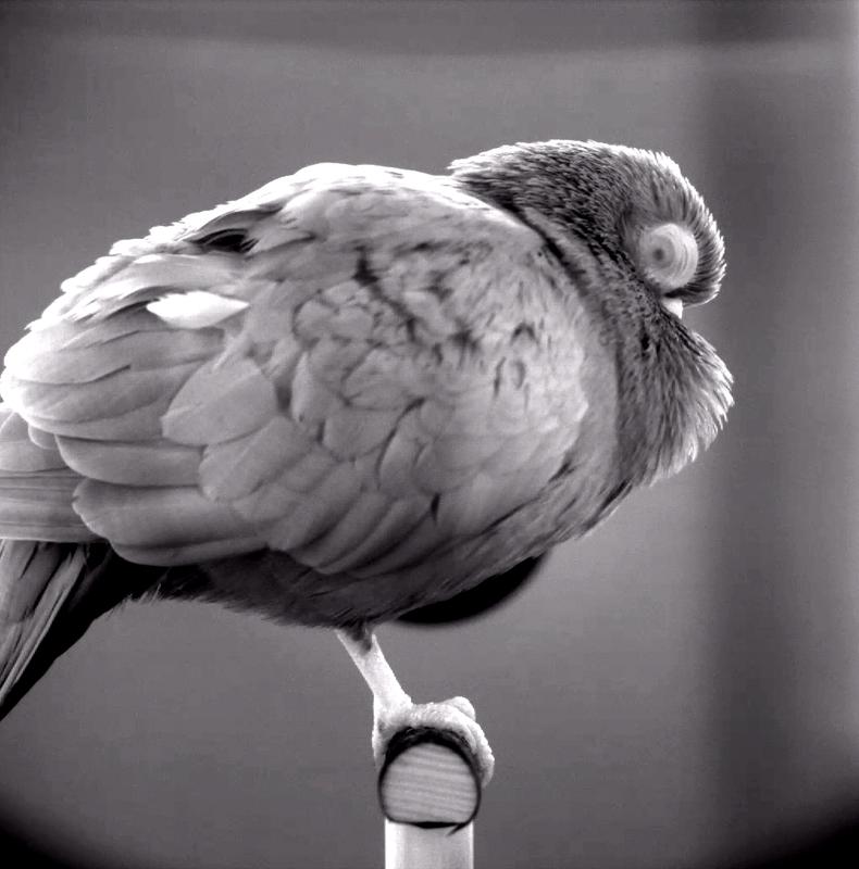 Die Pupillen von Vögeln verhalten sich gegensätzlich zu denen von Säugetieren. Das Bild zeigt die verengte Pupille einer Taube im REM Schlaf, sichtbar durch das transparente Augenlid. 