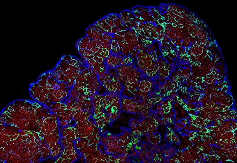 Dieser Maus-Thymus wurde genetisch so verändert, dass Zellen, die sonst innen liegen (blau) nun außen liegen und umgekehrt (grüne Zellen). Dies hilft, die Entwicklung von T-Zellen (rot) zu erforschen.