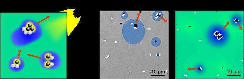 Formation of ‘droploids’ (blue droplets) under laser illumination. The droploids contain both hot (black) and cold (white) colloid particles and can self-propel along the red arrow in a motorised manner.