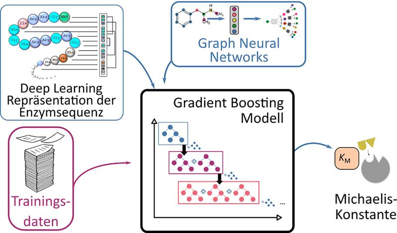 Schematische Darstellung des Vorhersageprozesses für Michaelis-Konstanten von Enzymen mittels Deep Learning-Verfahren.