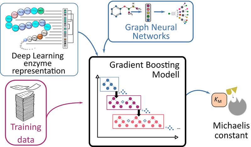 Schematic presentation of the prediction process for Michaelis constants of enzymes using deep learning methods.