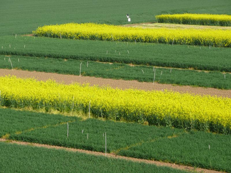 Feldversuch mit Winterraps: Für solche Feldversuche geeignete Flächen zu finden und über viele Jahre zu verwalten, ist eine organisatorische Herausforderung.