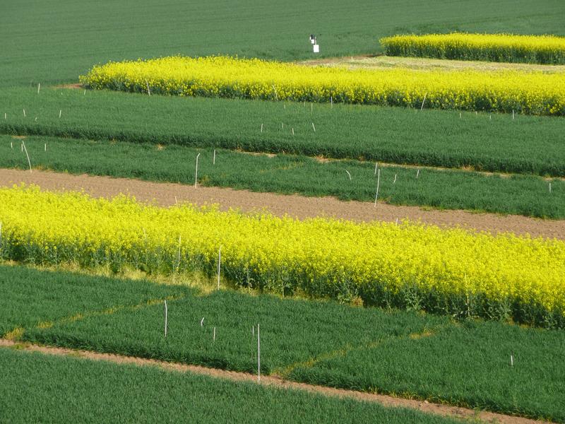 Feldversuch mit Winterraps: Für solche Feldversuche geeignete Flächen zu finden und über viele Jahre zu verwalten, ist eine organisatorische Herausforderung.