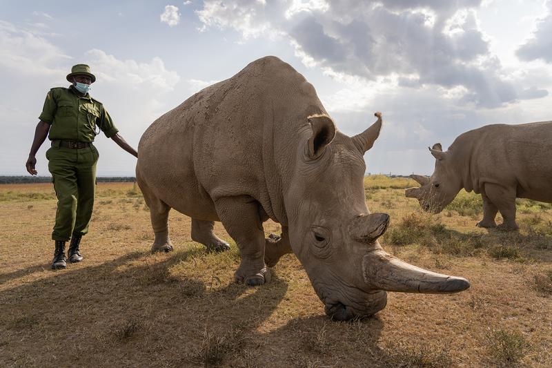 Najin in Kenya