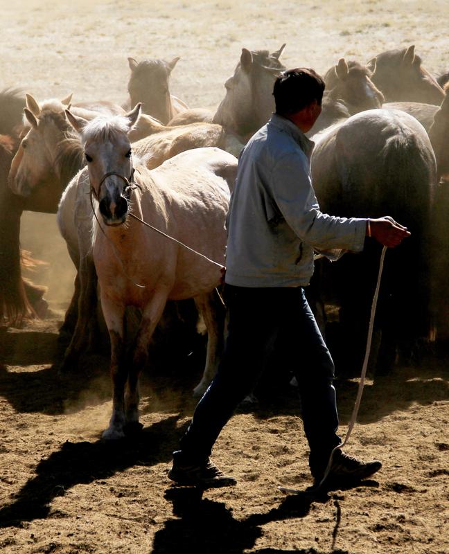 Ein mongolischer Pferdehirte in der Region Khomiin Tal.