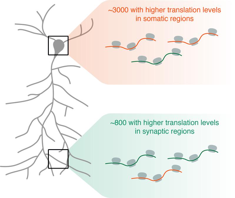 A large fraction of neuronal protein species use local translation (in dendrites and axons) as the dominant source of protein.