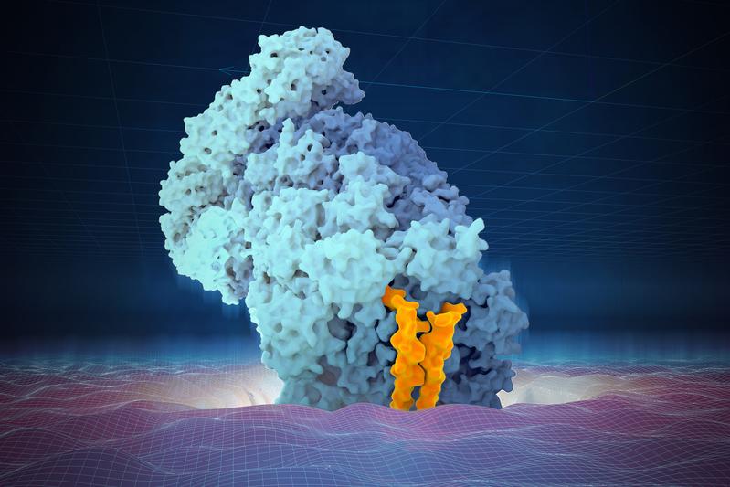 Artist’s interpretation of AKIRIN2’s role in the import of the proteasome into the nucleus. The two ‘fingers’ of AKIRIN2 (in orange) carry the proteasome (light blue) into the nucleus.