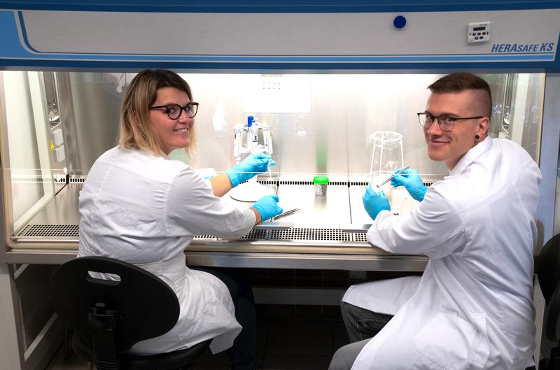 Fabienne Reiß und Leon Sohl präparieren Bienen an einer sterilen Werkbank im Biochemie-Labor der Hochschule. Dann kann das Oberflächenmikrobiom untersucht werden.