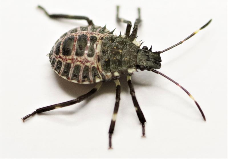 Die Marmorierte Baumwanze Halyomorpha halys wurde über das Portal bereits an zwei Stellen in Hamburg gemeldet. 