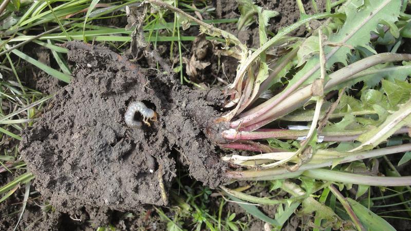 A cockchafer larva nibbles on the roots of its food plant dandelion.