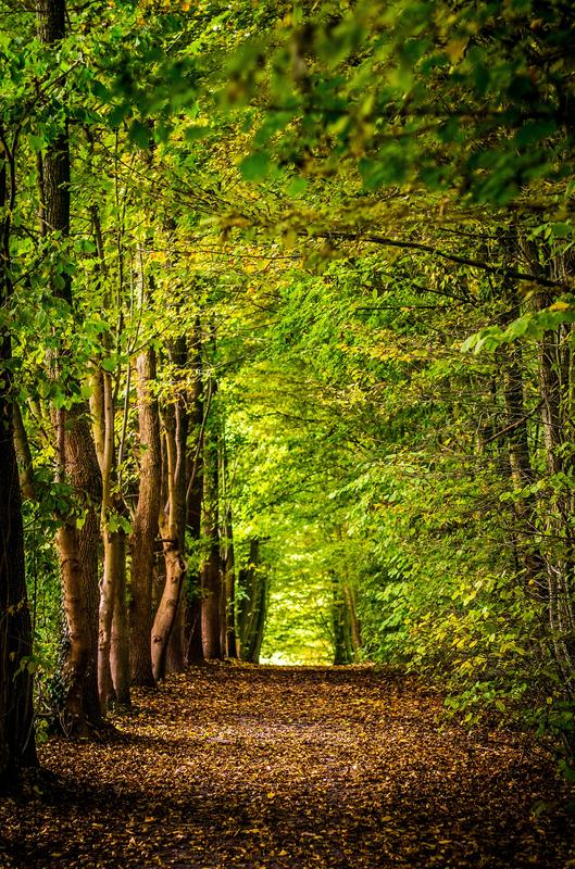 Bewirtschaftete Wälder tun viel für den Klimaschutz