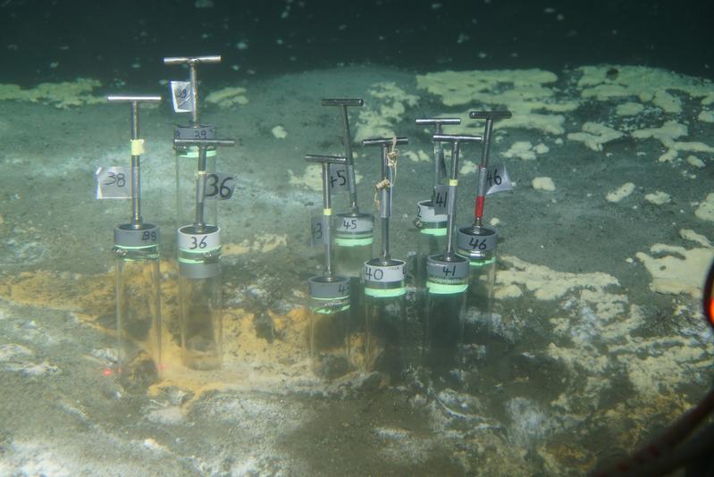 Probennahme aus den heißen Sedimenten der Hydrothermalquellen des Guaymas Beckens vor der mexikanischen Küste. Unter den weiß-gelben und orangefarbenen Bakterienmatten leben die Erdgas abbauenden Konsortien.