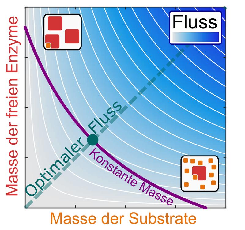 Schematische Darstellung der Beziehung zwischen einem Reaktionsfluss (blaue Schattierung) und den Massenkonzentrationen eines Enzyms und seines Substrats, mit optimaler Effizienz entlang der Diagonale.