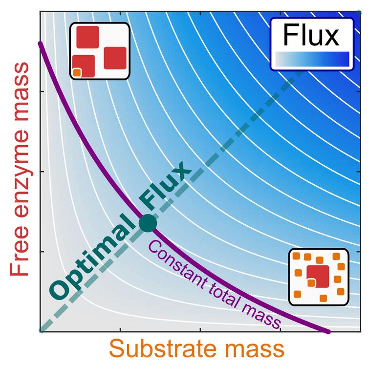 Schematic representation of the relationship between reaction flux (blue shading) and the mass concentrations of an enzyme and its substrate, with optimal efficiency along the diagonal.