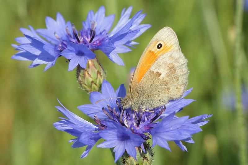 Kornblume als Nektarquelle für Insekten, hier mit der Tagfalterart Kleines Wiesenvögelchen.