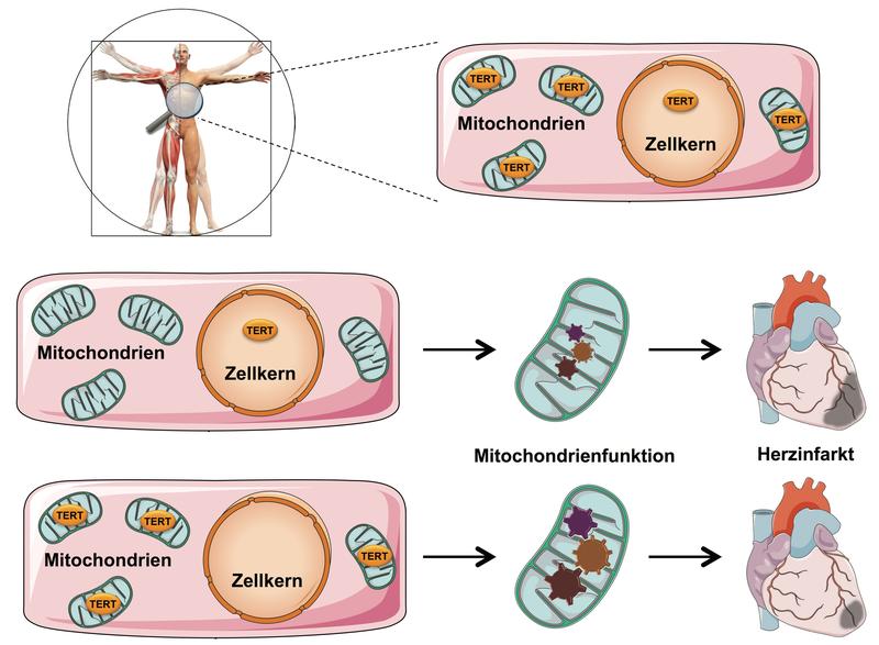 TERT: Herzmuskelzellen profitieren von der gesteigerten Mitochondrienfunktion