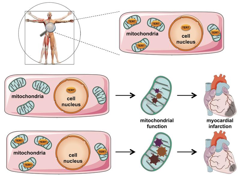 TERT: Cardiac muscle cells benefit from increased mitochondrial function