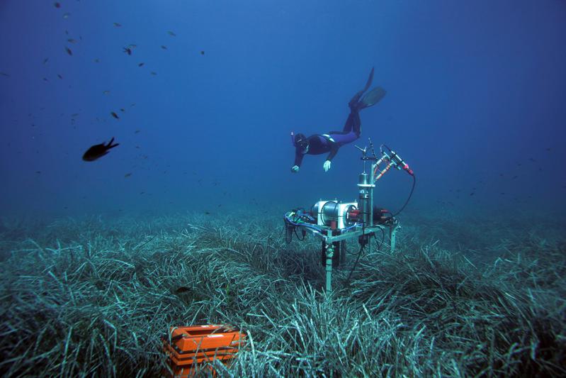 Ein Forschender des Max-Planck-Instituts für Marine Mikrobiologie bei der Probennahme in Seegraswiesen im Mittelmeer. Das Messgerät bestimmt den Sauerstoffgehalt im Meeresboden.