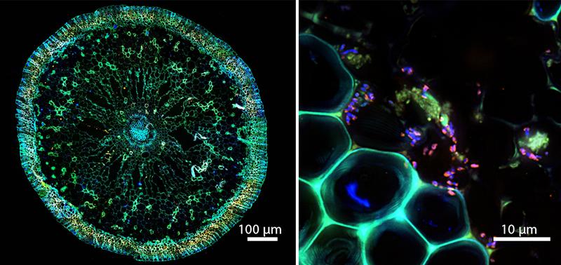 Die Symbiose unter dem Mikroskop: Links ein Querschnitt durch eine Seegraswurzel, rechts eine Fluoreszenzaufnahme der Bakterien (in Pink) im Inneren der Seegraswurzel.