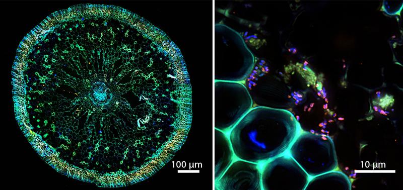 The symbiosis under the microscope: On the left a cross-section through a seagrass root, on the right a fluorescence image of the bacteria (in pink) inside the seagrass root. 