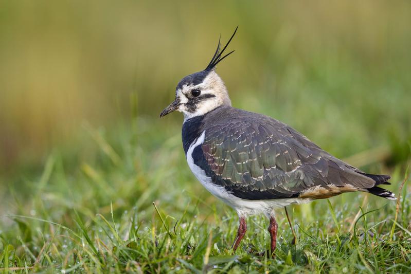 Die Zahl der Vögel in der Landwirtschaft ist in ganz Europa stark zurückgegangen. Ohne den einzigartigen Klang der Kiebitze sind die landwirtschaftlichen Felder im Frühjahr viel stiller.