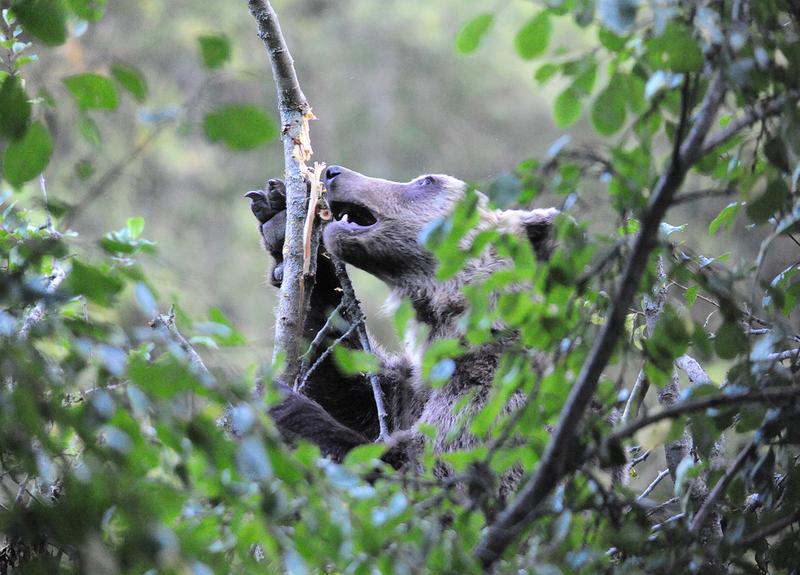 Recording the bears' patterns of movement is especially important for their own protection, but also for that of the people living there and the sensitive flora.