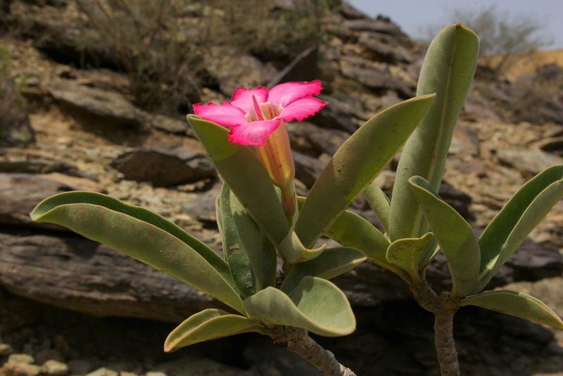 Adenium obesum – die "Wüstenrose", eine strauchartige Stängelsukkulente in trockenen Regionen Afrikas und Arabiens. 