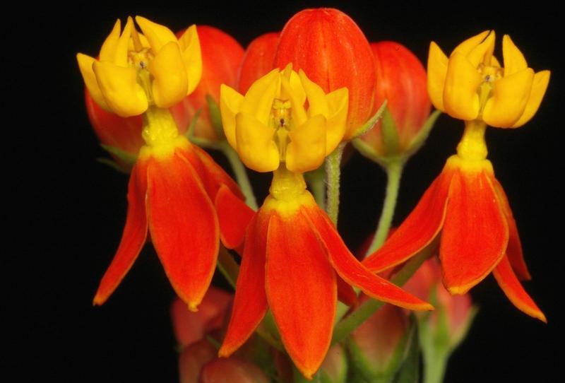 Asclepias curassavica – die Indianer-Seidenpflanze aus Nordamerika; auch als Zierpflanze weit verbreitet.