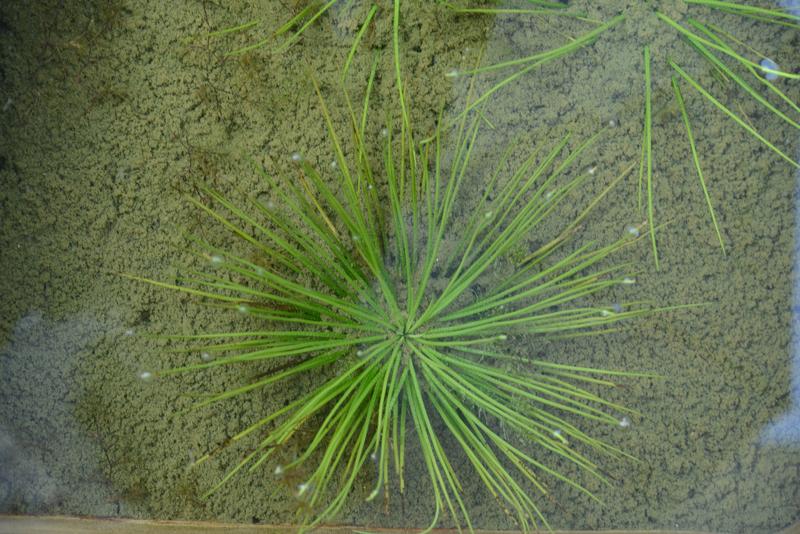 Betreibt eine besondere Art der Photosynthese: Isoëtes taiwanensis, ein Vertreter der Brachsenkräuter.