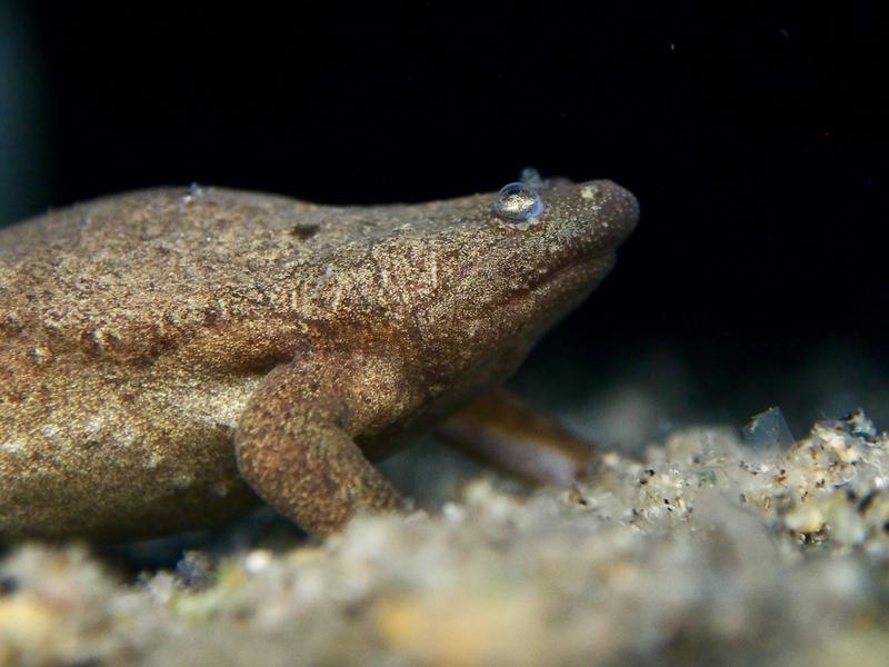 Tropischer Frosch "Xenopus tropicalis". 