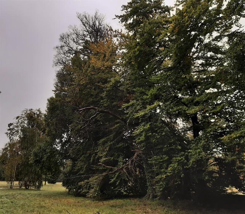 Geschwächte Baumgruppe (Rotbuchen aus dem 19 Jhd.) im Park Sanssouci-Charlottenhof 