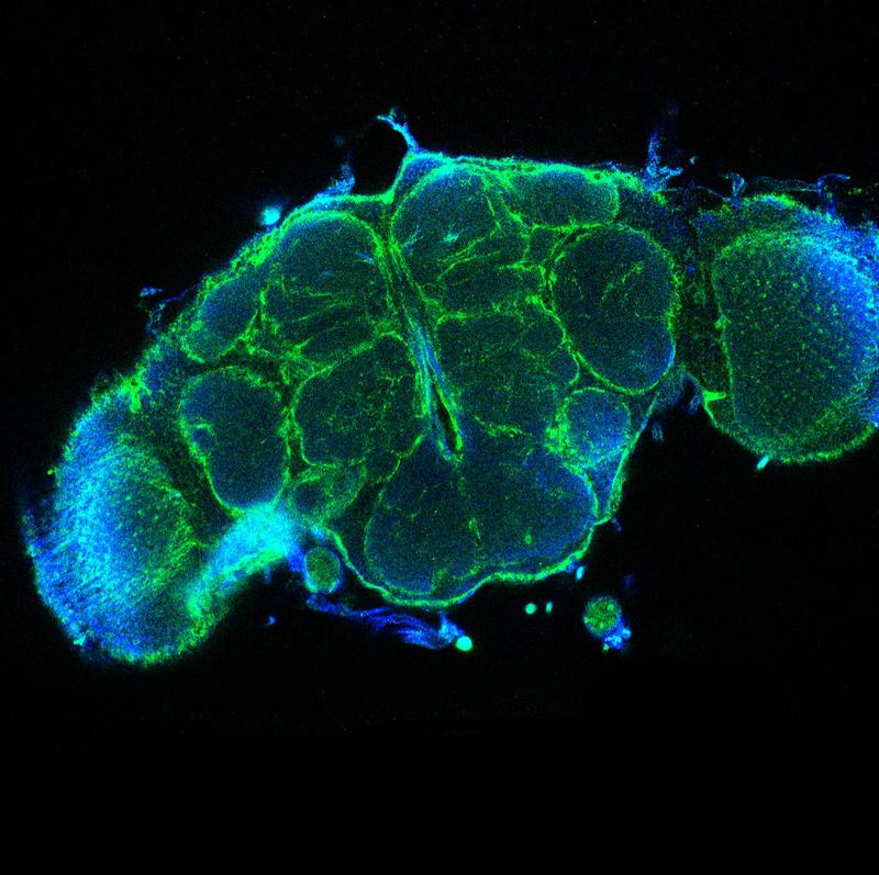 Optischer Querschnitt durch ein Fliegengehirn. Grün: Verteilung des extrazellulären Matrix-Proteins “Trol”, das von allen umhüllenden Gliazellen gebildet wird. Die Unterteilung des Gehirns in unterschiedliche Reaktionsräume wird deutlich. 