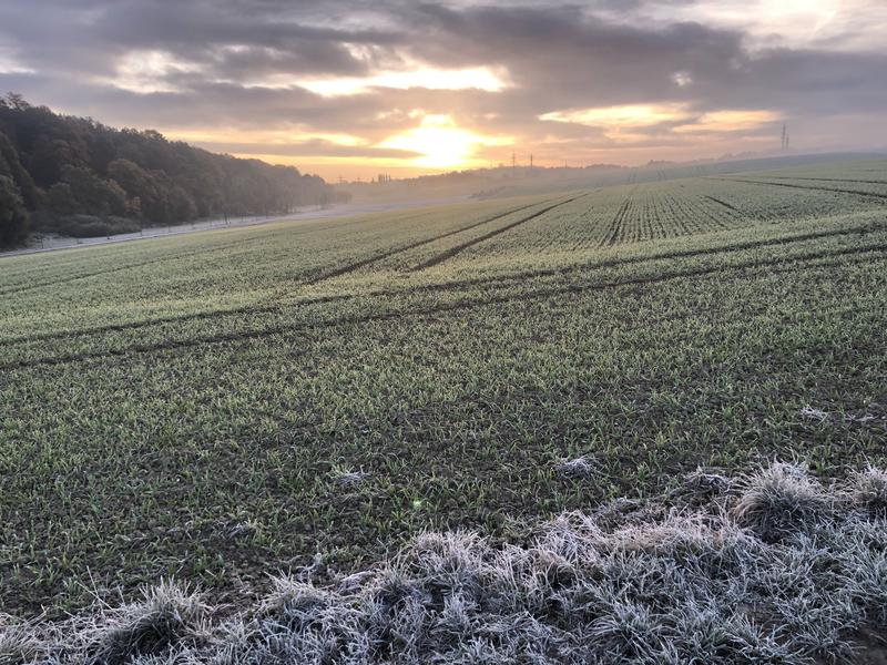 Winter wheat in Dürnast